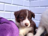 A Kalite Irk Garantili Border Collie Yavruları