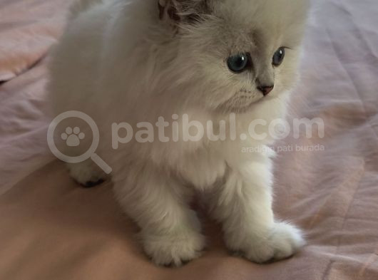 2 Bucuk Aylık Okynus Gözlü Bebegimiz