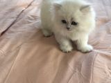 2 Bucuk Aylık Okynus Gözlü Bebegimiz