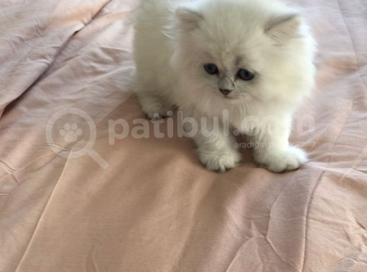2 Bucuk Aylık Okynus Gözlü Bebegimiz görsel