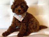 Deni̇zli̇ Merkez Tesli̇me Hazir Poodle Bebekler