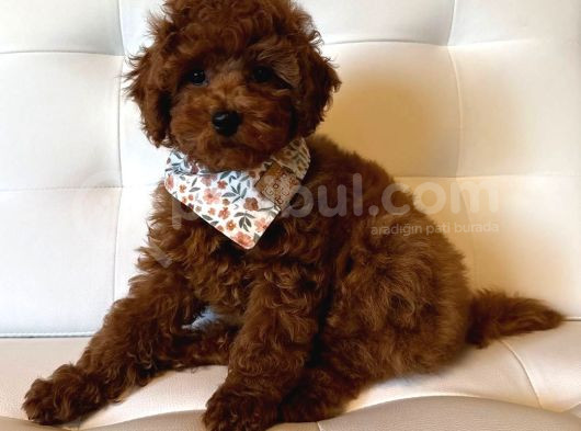 Deni̇zli̇ Merkez Tesli̇me Hazir Poodle Bebekler görsel