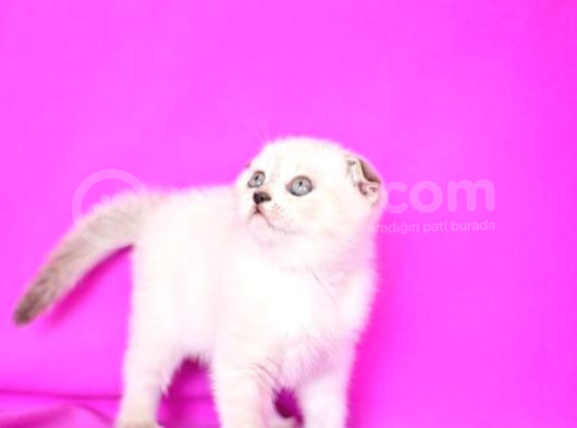 Türünün En Güzeli Blue Point Scottish Fold Shorthair görsel
