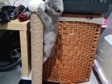 2 Aylık Dişi Tuvalet Eğitimli British Kedi