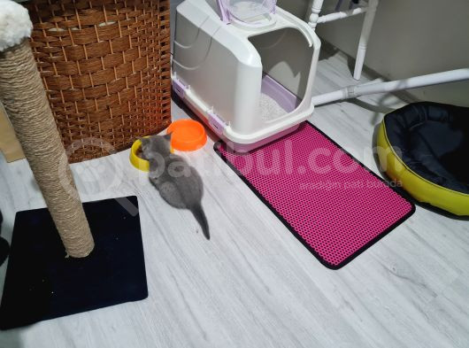 2 Aylık Dişi Tuvalet Eğitimli British Kedi görsel