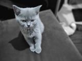 2 Aylık dişi Tuvalet eğitimli British kedi