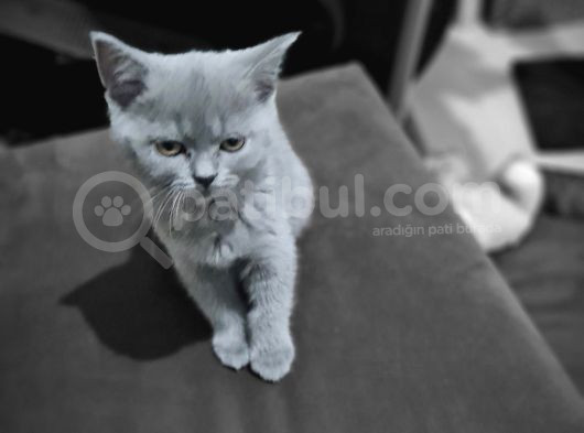 2 Aylık Dişi Tuvalet Eğitimli British Kedi