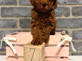 DENİZLİ MERKEZ TESLİME HAZIR POODLE BEBEKLER