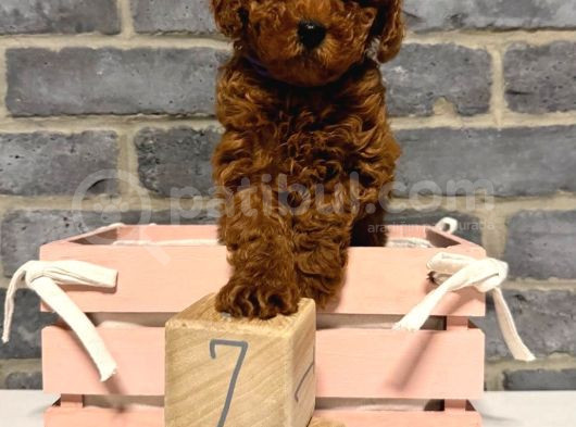 Deni̇zli̇ Merkez Tesli̇me Hazir Poodle Bebekler