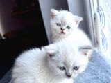 Kusursuz Güzellikte A Kalite Safkan British Blue Point 