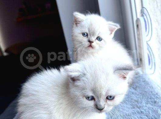 Kusursuz Güzellikte A Kalite Safkan British Blue Point  görsel
