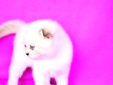 Türünün En Güzeli Blue Point Scottish Fold Shorthair