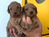 Ruhsatlı Çiftliğimizden Poodle Yavrularımız
