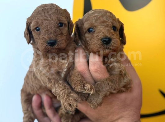 Ruhsatlı Çiftliğimizden Poodle Yavrularımız görsel