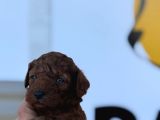Ruhsatlı Çiftliğimizden Poodle Yavrularımız