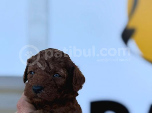 Ruhsatlı Çiftliğimizden Poodle Yavrularımız görsel