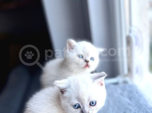 Kusursuz Güzellikte A Kalite Safkan British Blue Point 