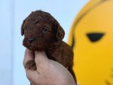 Toy Poodle yavrular