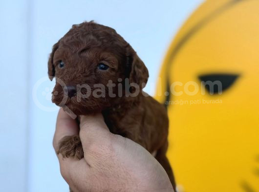 Ruhsatlı Çiftliğimizden Poodle Yavrularımız görsel