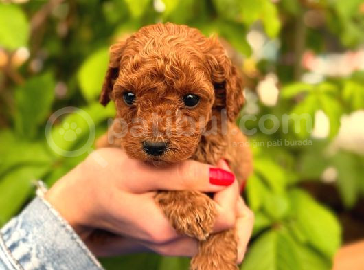 Peluş Görünüm Sağlık Ve Irk Garantili Toy Poodle Yavrularım