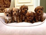 Mini Maltipoo Büyümeyecek Yavrular