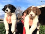 Zeka Küpü Border Collie Yavrularımız
