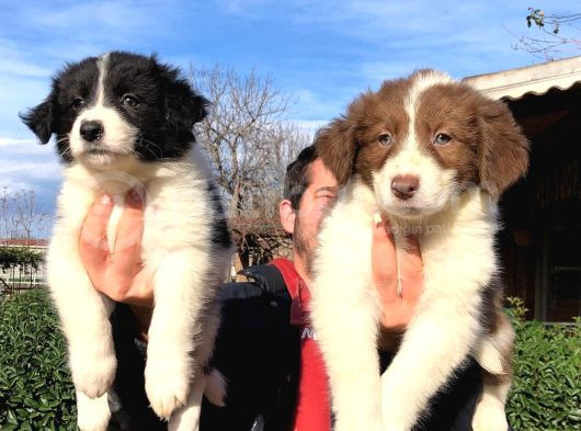 Zeka Küpü Border Collie Yavrularımız görsel