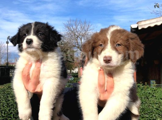 Zeka Küpü Border Collie Yavrularımız görsel