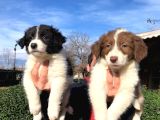Zeka Küpü Border Collie Yavrularımız