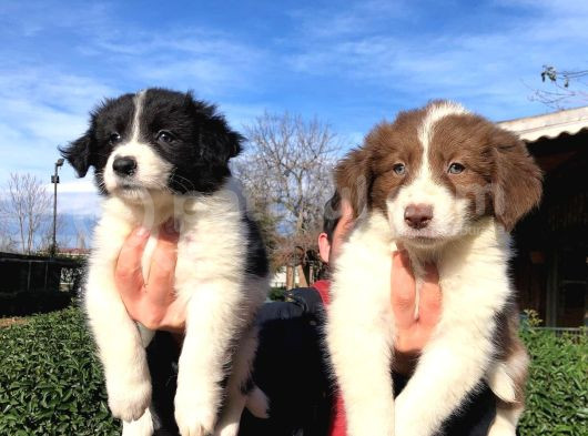 Zeka Küpü Border Collie Yavrularımız görsel