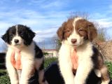 Zeka Küpü Border Collie Yavrularımız