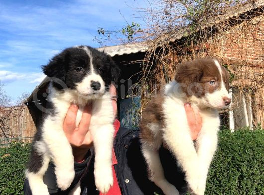 Zeka Küpü Border Collie Yavrularımız görsel