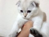 British Shorthair Dişi