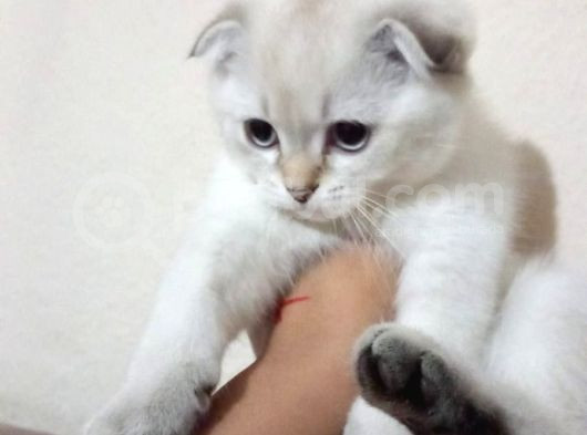 British Shorthair Dişi görsel