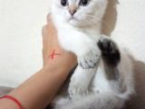 British Shorthair Dişi