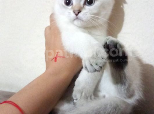 British Shorthair Dişi görsel