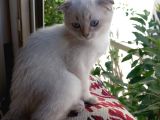 British Shorthair Dişi