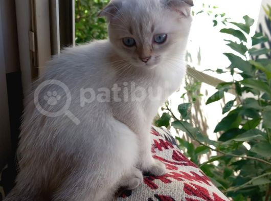British Shorthair Dişi görsel