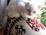 British Shorthair Dişi
