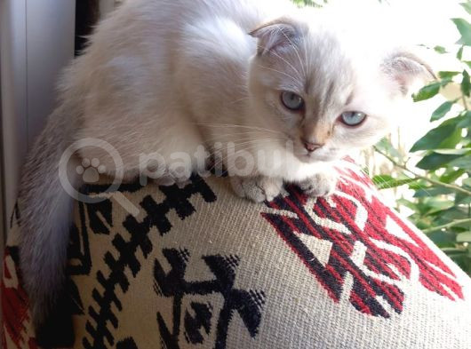 British Shorthair Dişi görsel