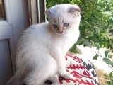 British Shorthair Dişi