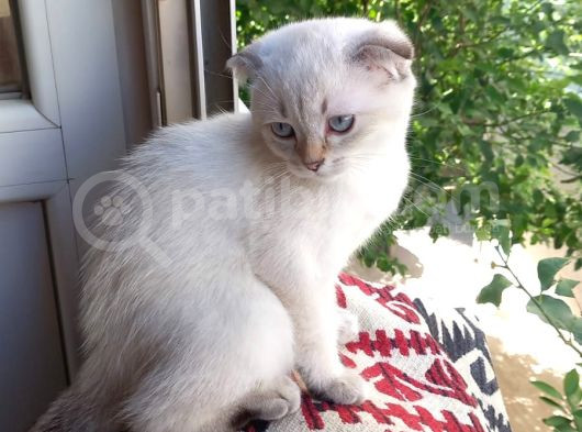British Shorthair Dişi
