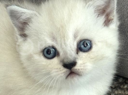 Kusursuz Güzellikte A Kalite Safkan British Blue Point  görsel