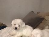 Kore Kan Maltes Terrier Yavrularımız