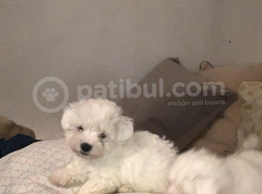 Kore Kan Maltes Terrier Yavrularımız görsel