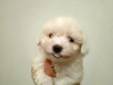 Kore kan maltes terrier yavrularımız