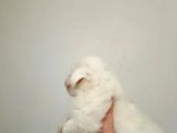 Kore Kan Maltes Terrier Yavrularımız