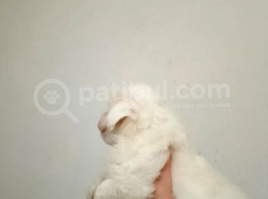 Kore Kan Maltes Terrier Yavrularımız görsel