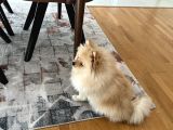 Efsane Pomerani̇an Boo 10 Aylik