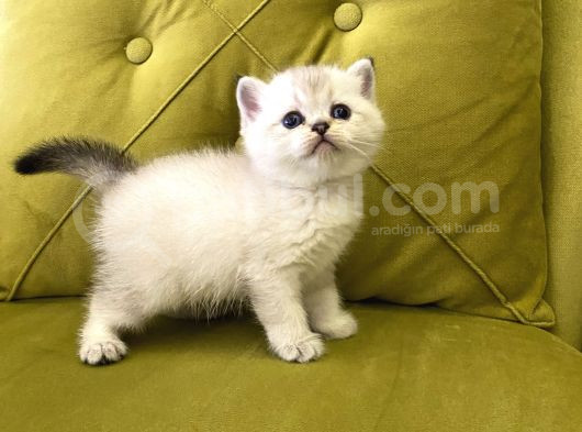British Shorthair görsel